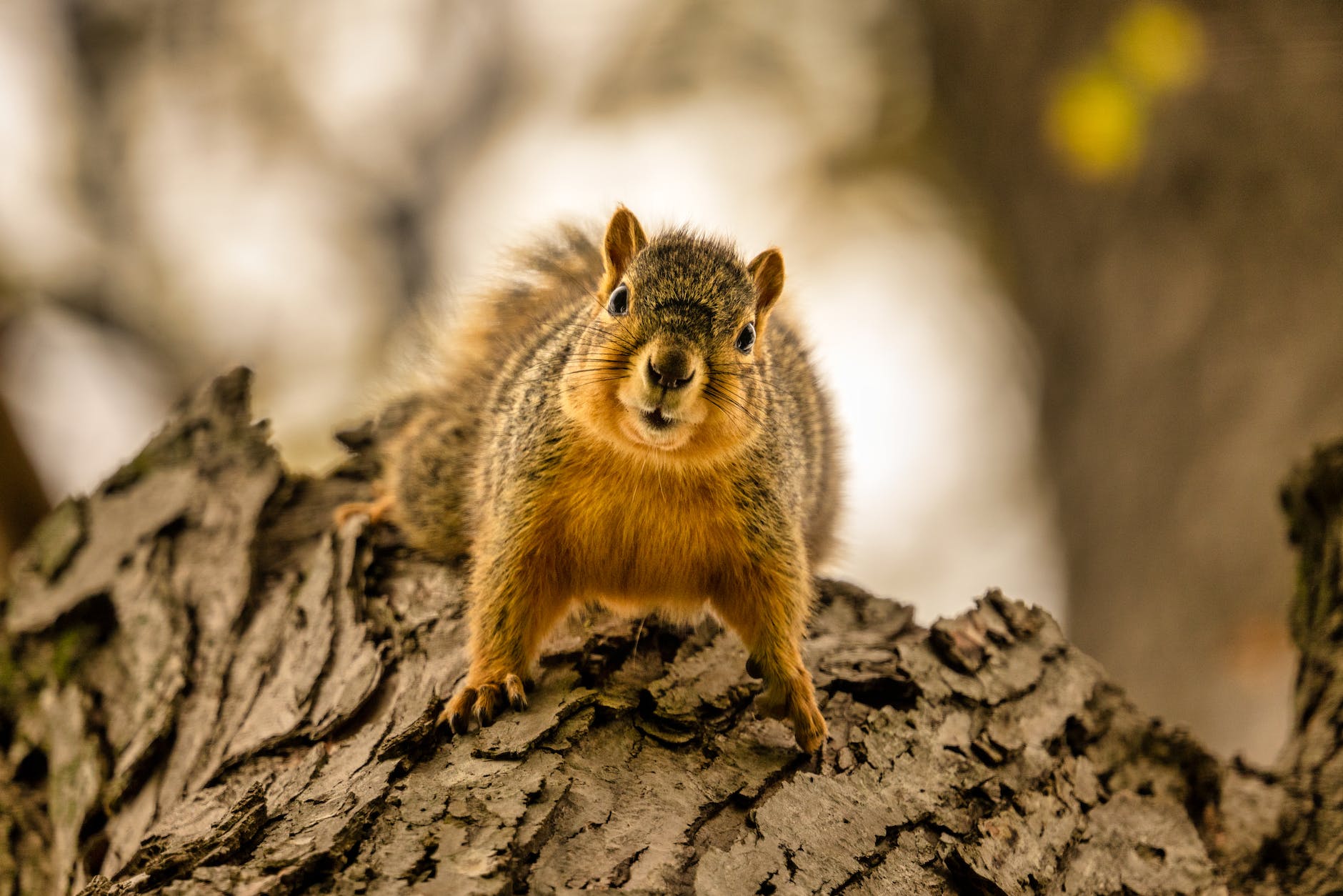 close up of squirrel